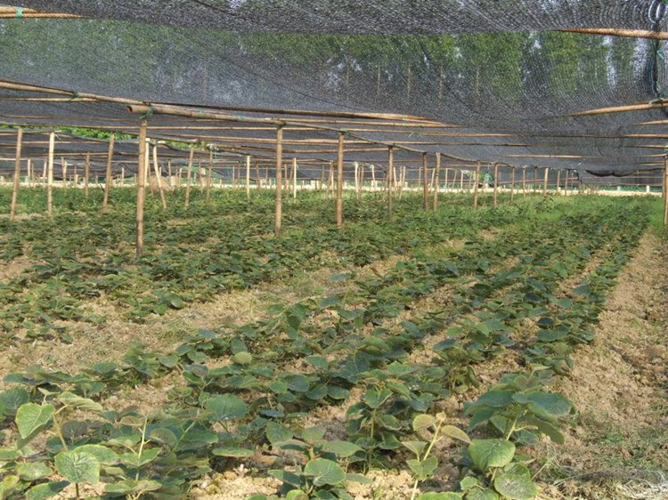 36c65545a0c249ad8533ec34dce9a0