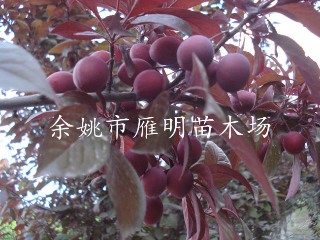 48540923dd54564e79996985b3de9c