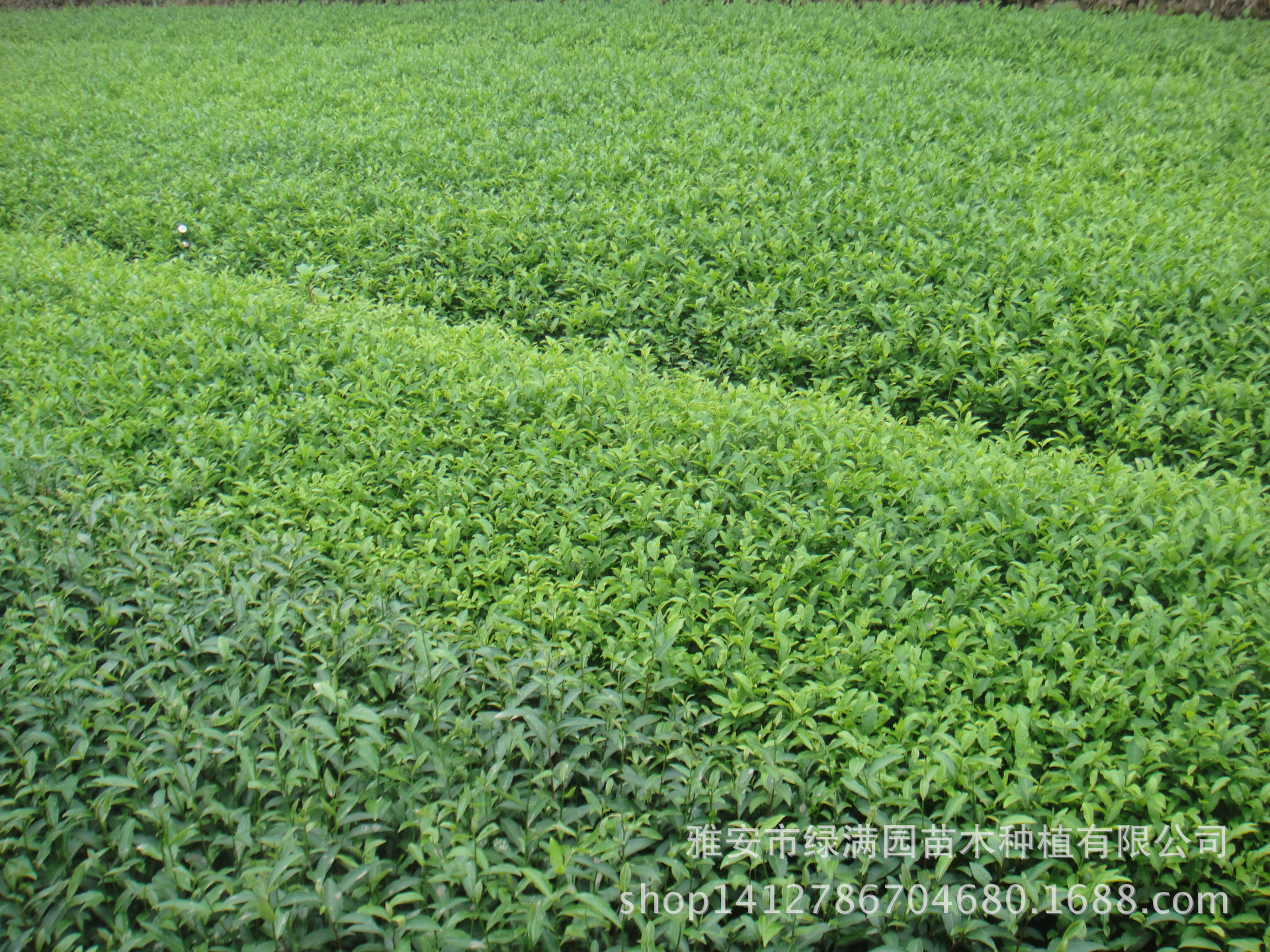 Саженцы чая