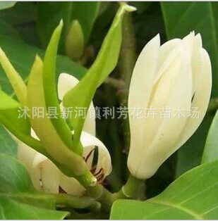 批发 绿植盆栽白兰花苗 香味 品种优异 规格齐全