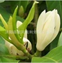 优异盆栽香味齐全绿植
