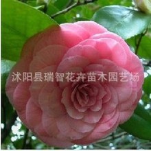 花卉苗木_洛阳盆栽牡丹苗木提供催花技术支持