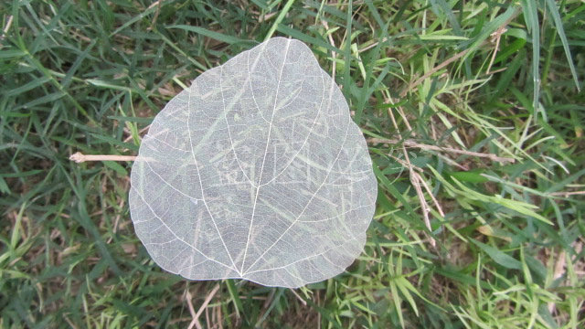 A003心形叶脉 (16)