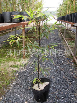 balcony courtyard green Zhumiao Shichiku]Exorcise in the courtyard.Potted plant Watch Bamboo