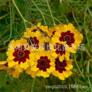 ��Ŀ�շN��ѩ�ջ��N�Ӿ��G���@���ֹ����r�������]�ݻ��N���^�׷N