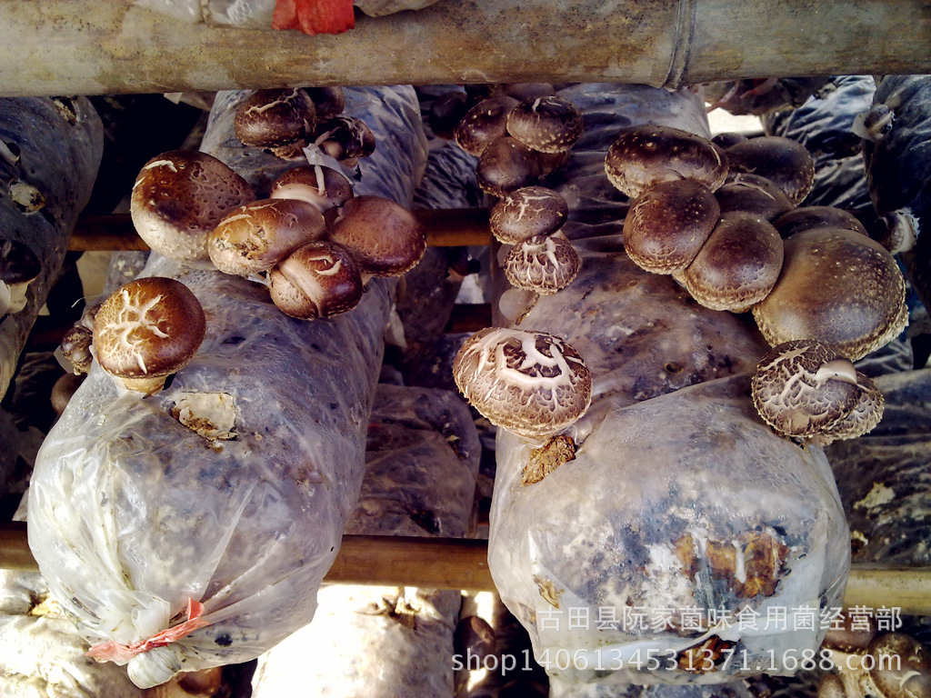 干香菇香菇干货光面菇4--6cm500g两件包邮散装批发-阿里巴巴