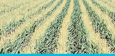 超级台风滴灌管(SUPER TYPHOONTM)16100内嵌式薄壁滴灌管|ms