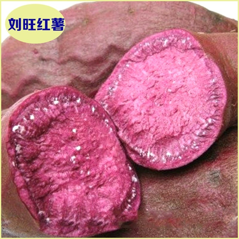 Фиолетовый картофель производитель оптом свежий сладкий фиолетовый картофель богатый селен фиолетовый картофель оптом фиолетовый картофель