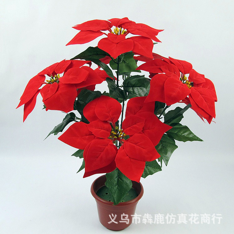 7头精品一品红01