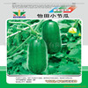 wholesale flowers and plants Vegetable seed Melon seed family gardening Manufactor colour packing 30 grain