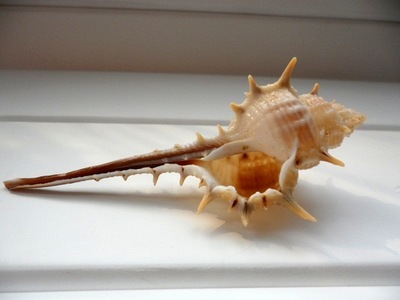 供應女巫骨螺 6-10cm 刺螺 魚缸/家居擺件裝飾