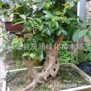 百日紅紫薇盆景圖片 海量高清百日紅紫薇盆景圖片大全 阿里巴巴