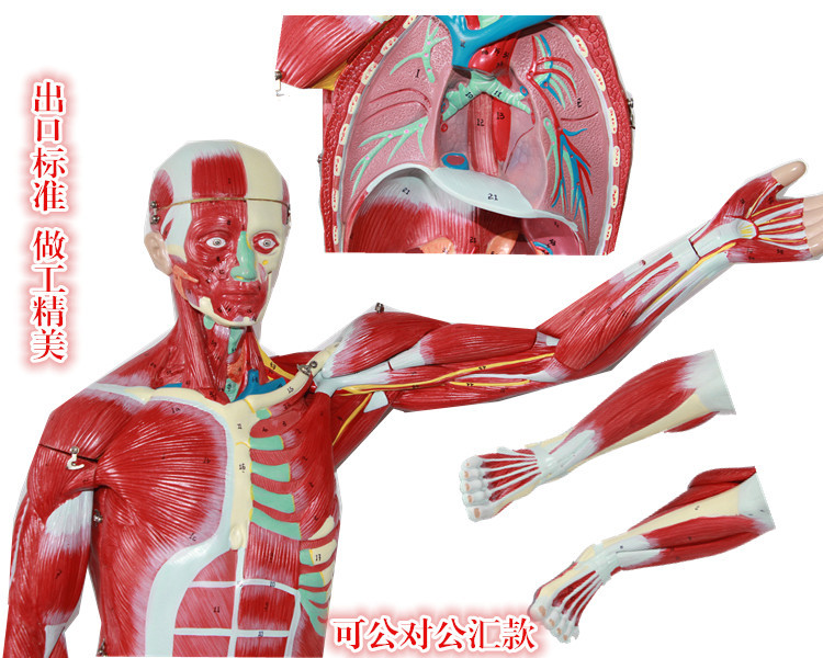 医学模型 人体全身层次肌肉附内脏模型170CM 上海津堰医疗-阿里巴巴