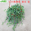 Wholesale balcony succulent plant small hanging hexagonal Buddha beads pearl lover tears in tears green planting potted potted vine