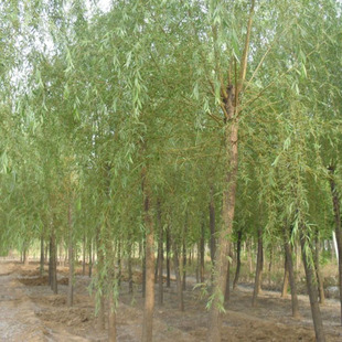 ��������ľ�����ع����S���������z�������S���� С�� Ҏ���Rȫ