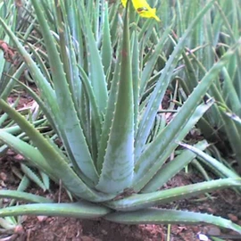 乔木;灌木;盆栽