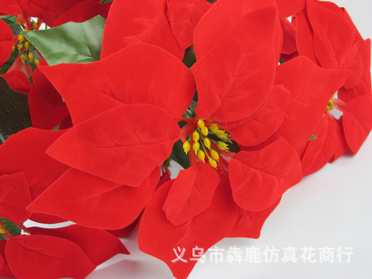 7头精品一品红07