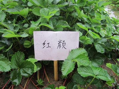 u=39770415,3756101574&fm=23&gp