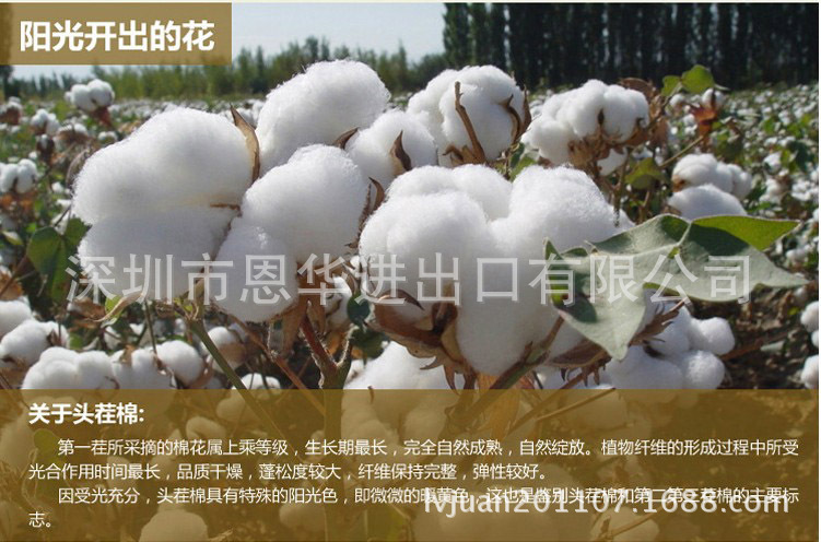 春花秋拾4