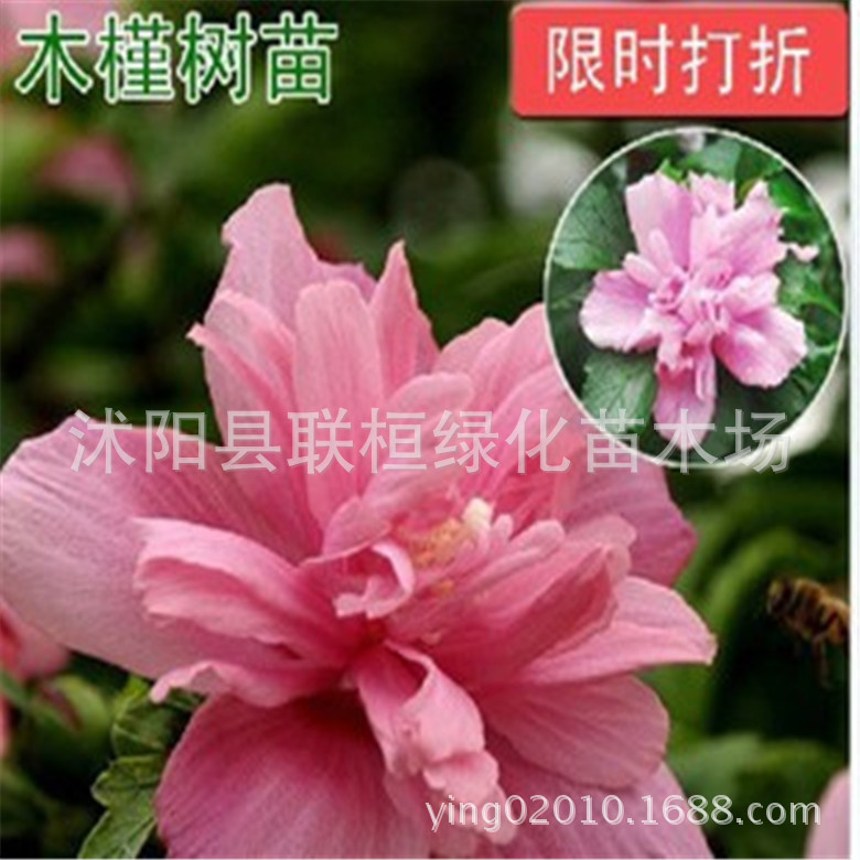 特价出售 小木槿苗 木槿花苗 木槿苗 木槿树苗 木槿花 规格齐全