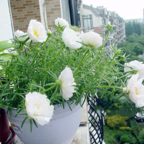 白莲太阳花种子松叶牡丹午时花半支莲可四季播种能四季开花 阿里巴巴