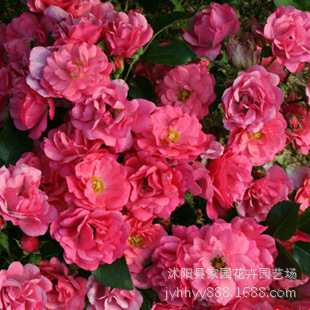 Прямая продажа оптовых цветов в горшках Микро -роз драгоценного камня мечта о мечте о роза Роза.
