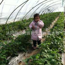 大量供应草莓苗、草莓苗批发、奶油早生草莓 草莓苗