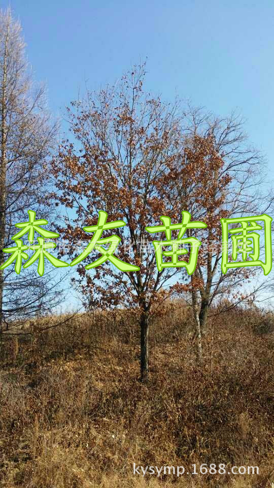 优质蒙古栎直销 橡树 柞树 新疆夏橡 丛生蒙古栎 辽东栎-阿里巴巴