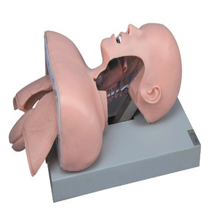 高级人体气管插管训练模型 