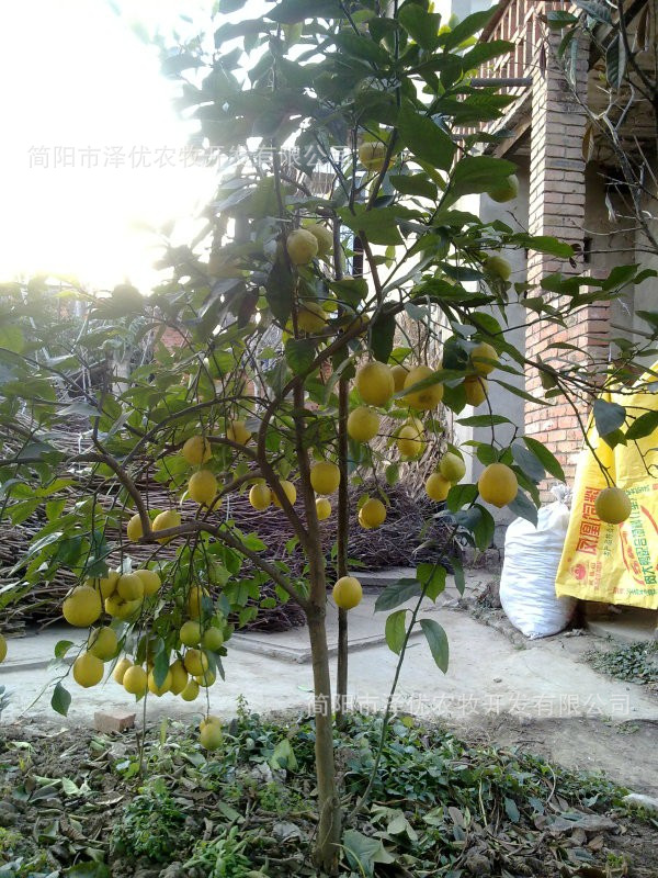柠檬苗