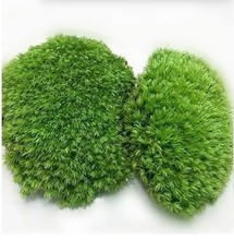 白苔 白苔批发 促销价格 产地货源 阿里巴巴
