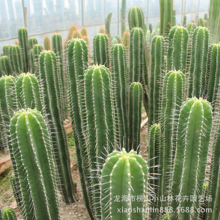 翠绿柱 勇凤柱 大凤龙属 北美洲墨西哥仙人掌 沙生沙漠多肉植物|ms