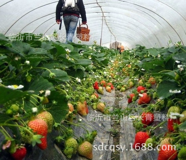 Vivero especial de EVA película de plástico anti-tracción anti-envejecimiento Bienvenido a comprar