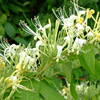 Wholesale supply of honeysuckle seedlings trees, honeysuckle, ornamental green potted plants