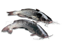 专业供应 斑点叉尾鮰鱼苗 淡水养殖鱼水产种苗批发供应活体