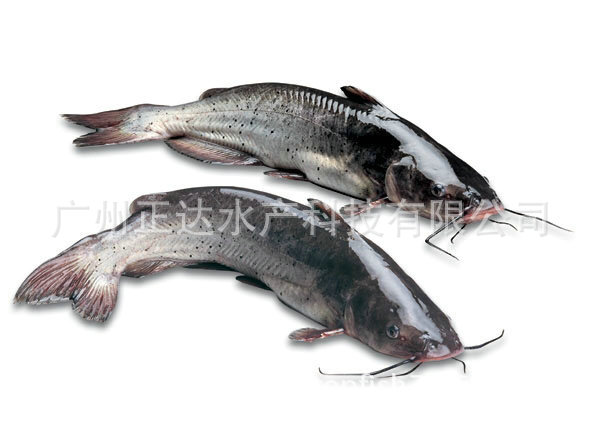 专业供应 斑点叉尾鮰鱼苗 淡水养殖鱼水产种苗批发供应
