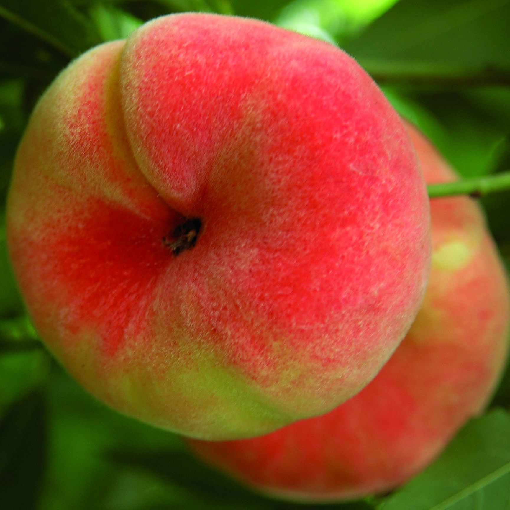 美味しい桃（モモ）の育て方！植え付けの時期や収穫のタイミングをご紹介！ | kurashi-no