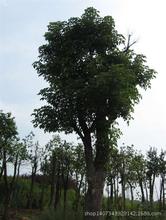 移植三年的皂角樹，截桿爆冠皂角大樹