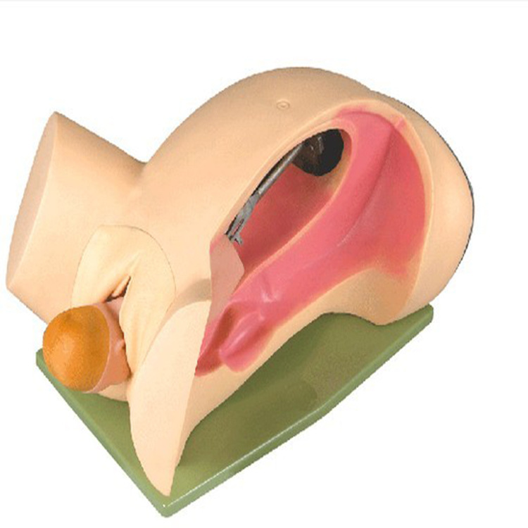 分娩机转示教模型