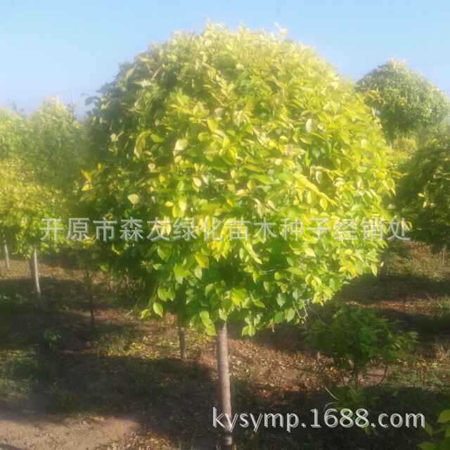 PIC_20140806_215227_700