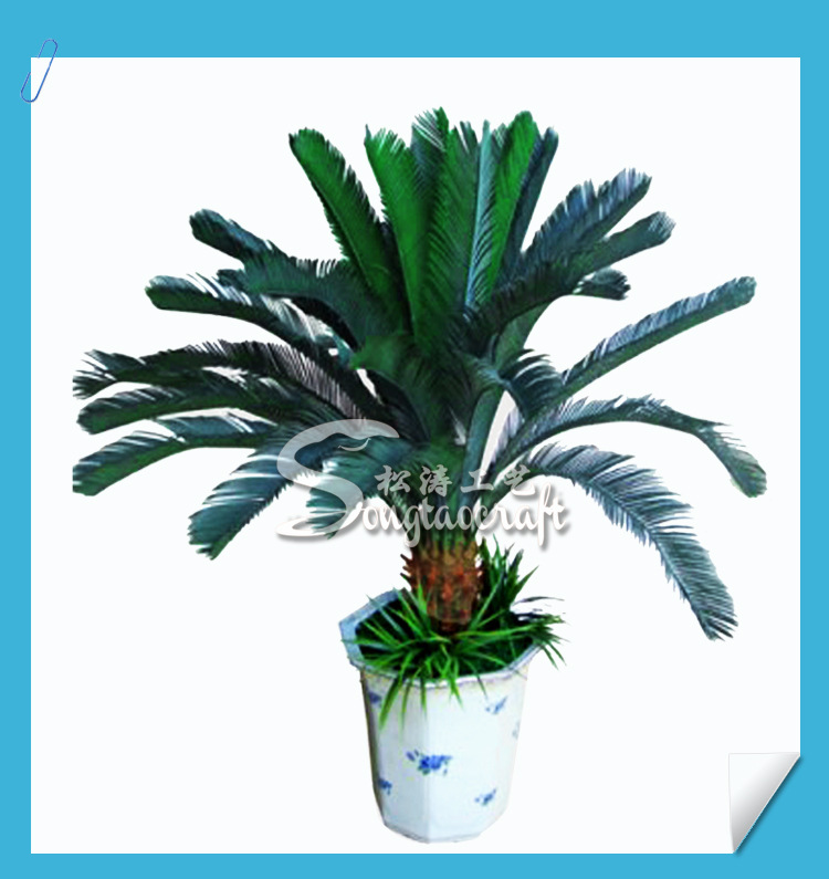 蘇鐵小產(chǎn)品_02