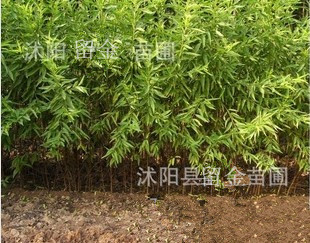 绿化苗木桃树苗 批发 毛桃苗 品种桃树嫁接 占地用苗|ru