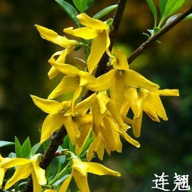 盆栽;种子;园林果树