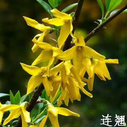 基地批发连翘苗藤本植物工程绿化苗木当年开花规格齐全量大优惠