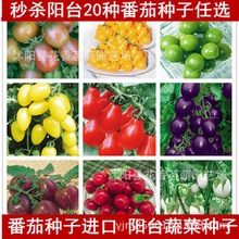 櫻桃番茄種子紅珍珠陽台西紅柿 小番茄聖女果盆栽蔬菜種子四季播