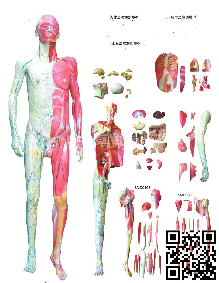 人體層次解剖模型8352臺