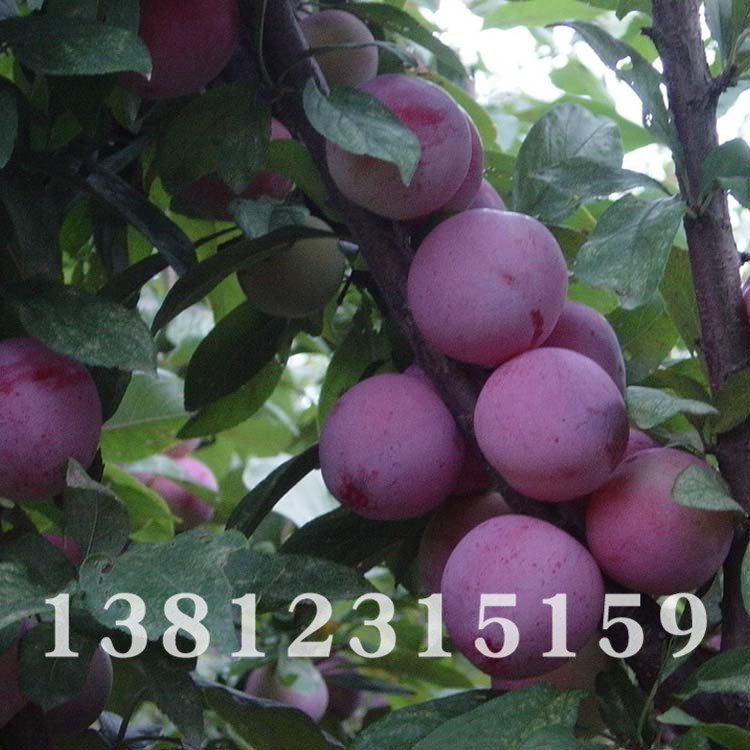 李子 优质庭院种植 规格齐全 基地直销 量大从优 思途绿化|ms