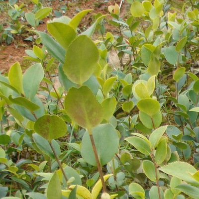 生产油茶种植赣无24 油茶苗价格 油茶栽培技术 赣无系列油茶苗