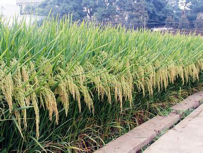 杂交水稻种子 抗病高产 五优3301|ru