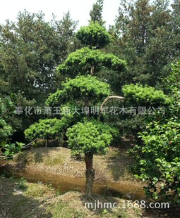 ������ �����_�h�� �� С�~�_�h������,�e���G��,���̾G�����l